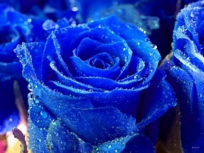 Rosa_Azul